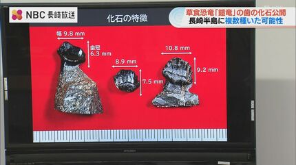 長崎】約8000万年前の“鎧竜”の歯の化石を新発見 世界的にも珍しい複数