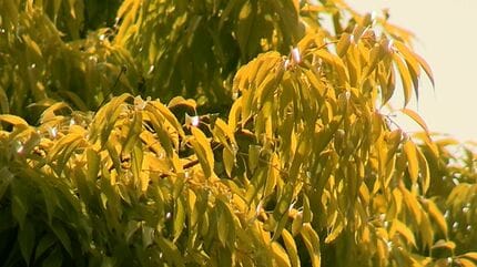 虹の木が鮮やかに」1年間に7回色を変える不思議な樫の木 木の葉は黄金