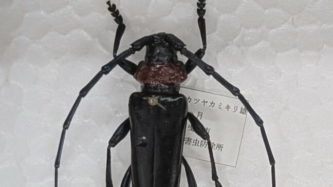 「産地が大変な危機」 特定外来生物「クビアカツヤカミキリ」相次いで発見 JAが県に生息調査や防除など支援を要請 山梨|TBS NEWS DIG