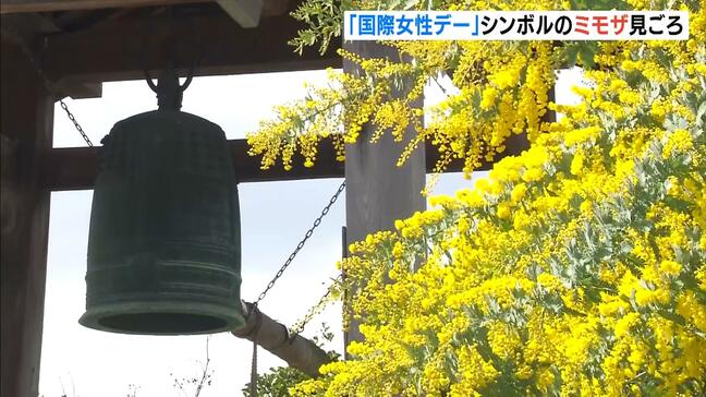 ３月８日は「国際女性デー」シンボルのミモザが見ごろ　花言葉は『感謝』イタリアでは花を贈る風習　兵庫・円照寺|TBS NEWS DIG