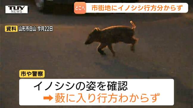 市街地で相次ぐイノシシの目撃　山形市で姿確認されるも藪の中へ…市がエサなど与えないよう注意呼びかけ|TBS NEWS DIG