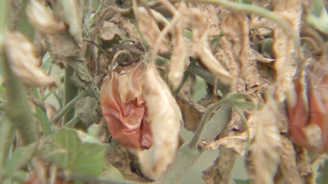 「猛暑インフレ」食卓を直撃 “夏野菜が作れない” 豚肉も高騰　家計負担10万円超試算も|TBS NEWS DIG