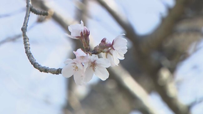 【速報】松山にも春の便り　道後公園でソメイヨシノが開花 平年並みの訪れ|TBS NEWS DIG