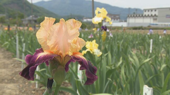 「高齢でこれ以上は…」9000株のジャーマンアイリス園　今シーズン限りで閉園へ　95歳を迎えたのを節目に　長野・千曲市|TBS NEWS DIG