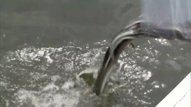 いまの漁獲量は最盛期の3%程度…　“北限の天然ウナギ”としてかつては日本一の水揚げ量を誇った青森県東北町の「小川原湖のニホンウナギ」　資源回復を目指して幼魚を放流|TBS NEWS DIG