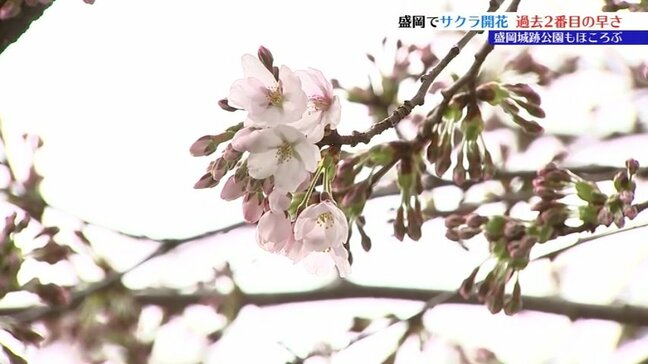 盛岡でサクラ開花 地方気象台が発表 これまでで2番目に早く花開く 盛岡城跡公園は? 岩手|TBS NEWS DIG