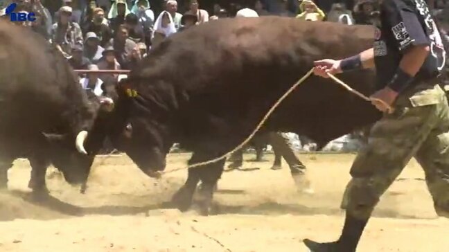 岩手県久慈市で10年ぶりの闘牛大会　初々しい2歳の牛同士によるデビュー戦や、貫禄ある横綱同士の熱戦も　新潟や鹿児島など各地の雄牛による熱戦繰り広げられる　客席から歓声や拍手|TBS NEWS DIG