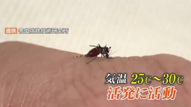 “蚊” 夏より秋に刺されやすい...  “10円玉” で幼虫が死滅？蚊のわく水たまりに要注意|TBS NEWS DIG