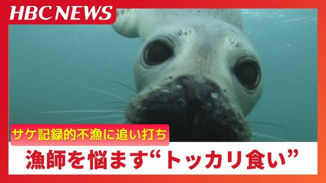 ゴマフアザラシの"トッカリ食い"サケの記録的不漁に追い打ち「嘘みたいな話ですけど…」なぜサケの頭を食い荒らす?|TBS NEWS DIG