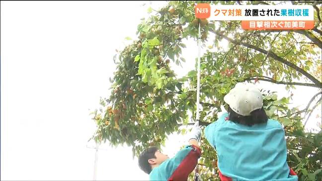 【クマ対策】クマ非常事態宣言の中で高校生が”誘いエサ”となるカキの実収穫　宮城・加美町|TBS NEWS DIG