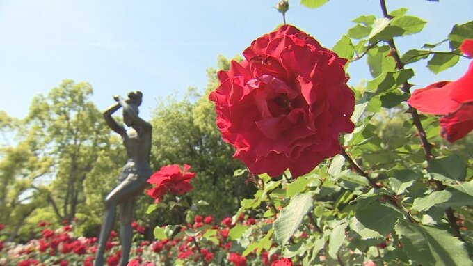 甘い香りが広がる　48品種、約1300本のバラが見頃　甲府市の芸術の森公園　|　山梨のニュース | ＵＴＹテレビ山梨