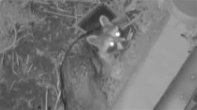 「懲りない動物ですから」アライグマ出没　農作物を食い荒らす　住民は防犯ブザーで対抗　|　山梨のニュース | ＵＴＹテレビ山梨