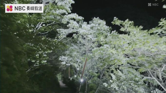 白い綿のよう　国の天然記念物「ヒトツバタゴ」の花が見ごろ　夜間ライトアップも【長崎県対馬】|TBS NEWS DIG
