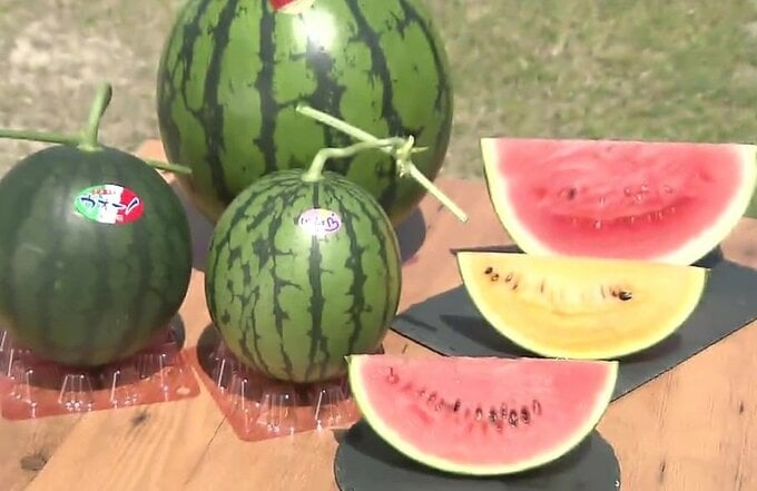 驚愕の甘さで今が旬！人気No.1果物＆面白絶品スイーツ「道の駅」でうまかもん巡り～熊本市 篇～　|　熊本のニュース｜RKK NEWS｜RKK熊本放送