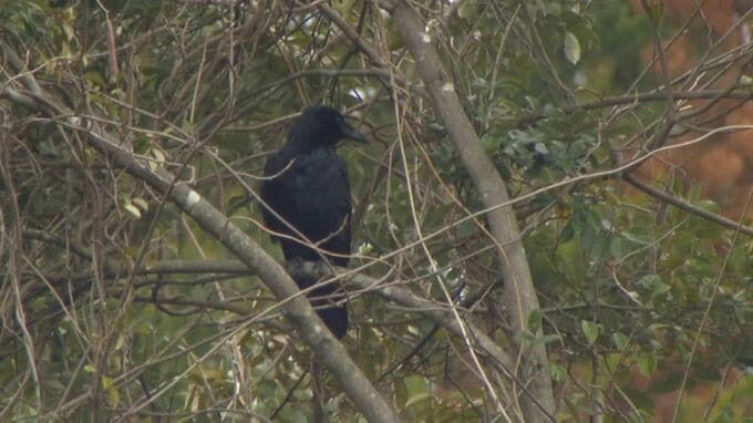 なぜ!?ウシを襲う黒い影…正体は「カラス」皮膚に穴を開け失血死させることも…牧場は「採食量も減りますので価値も下がる」　|　BSSニュース | BSS山陰放送
