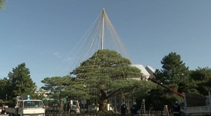 季節外れの陽気に　芦城公園で雪吊り作業 石川・小松市　|　石川県のニュース｜MRO北陸放送