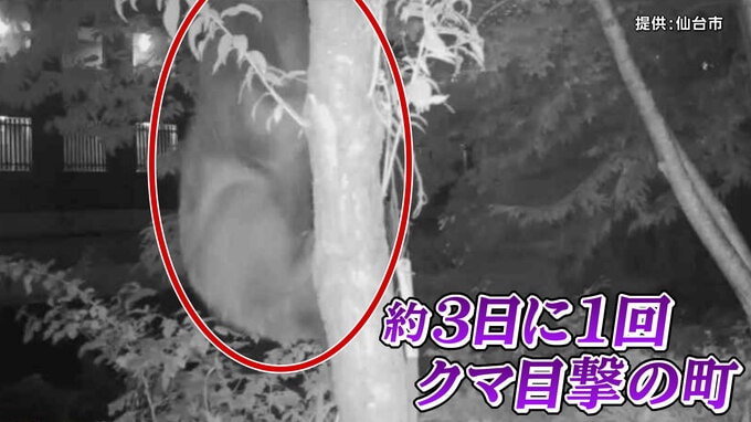 「3日に1回クマ目撃」で揺れる町 ついに夏祭りも中止に 設置のカメラに映るも発見されず…いったいどこに潜んでいるのか|TBS NEWS DIG