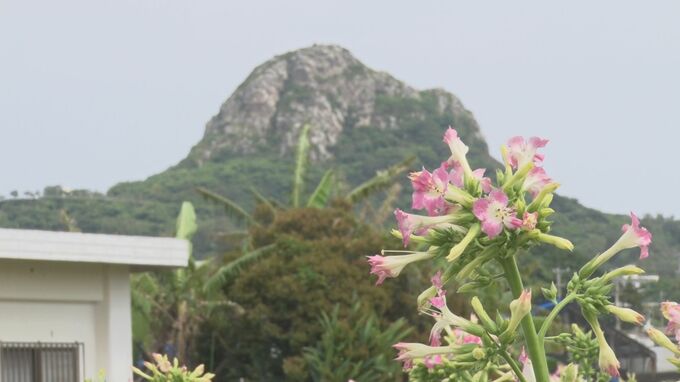 伊江島特産の「葉タバコの花」が咲き初夏の訪れを告げる　|　沖縄のニュース｜RBC 琉球放送