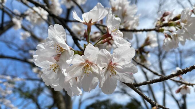 岡山地方気象台　5日にサクラの満開を観測と発表　平年より1日遅く去年と同じ【岡山】|TBS NEWS DIG