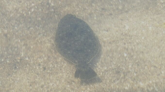 ブランド魚「笠戸ひらめ」とふれあい歓声　GW恒例イベント　山口・下松|TBS NEWS DIG