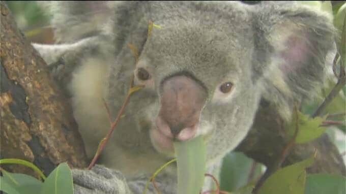 寒波でコアラのエサ・ユーカリの新芽が黒く変色　確保がピンチ「コアラの寿命短くなるおそれも」鹿児島　|　鹿児島のニュース｜MBC NEWS｜南日本放送
