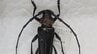 「産地が大変な危機」　特定外来生物「クビアカツヤカミキリ」相次いで発見　JAが県に生息調査や防除など支援を要請　山梨　|　山梨のニュース | ＵＴＹテレビ山梨