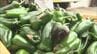 「台風より高温が怖い」農家悲鳴…野菜高騰の現場に“土の温度を5度下げる”新技術「リビングマルチ」救世主となるか　|　大分のニュース｜OBS NEWS｜大分放送