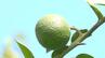 四万十市の特産「ブシュカン」収穫が最盛期　猛暑・少雨で実は小さめでも、丁寧な栽培で「量は期待できる」約4トン収穫見込み　|　高知のニュース・天気｜KUTV NEWS | KUTVテレビ高知