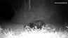 近付いて来る真っ黒の動物…動物園で野生のツキノワグマを確認　広島市安佐動物公園のカメラに映る　西園の一部を閉鎖【画像あり】　|　RCC NEWS | 広島ニュース | RCC中国放送