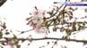 盛岡でサクラ開花　地方気象台が発表　これまでで2番目に早く花開く　盛岡城跡公園は？　岩手　|　IBC NEWS | IBC岩手放送