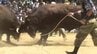 初々しいデビュー戦から横綱同士の熱戦も　新潟や鹿児島など各地の雄牛集い闘牛大会　当地で10年ぶり開催　岩手・久慈市　|　IBC NEWS | IBC岩手放送