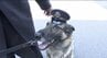 お手柄警察犬！！「枕カバーのにおいを手がかりに…」スゴい！「ヤマリュウ」ペア！！オスの警察犬「リュウ」＆指導手「山崎さん」行方不明の80代男性を2時間で無事発見！長野・須坂警察署から感謝状　|　SBC NEWS | 長野のニュース | SBC信越放送
