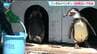 「死因究明へ」動物園のフンボルトペンギン4羽が全滅「暑さ原因ではない」　仙台　|　宮城のニュース│tbc NEWS│tbc東北放送