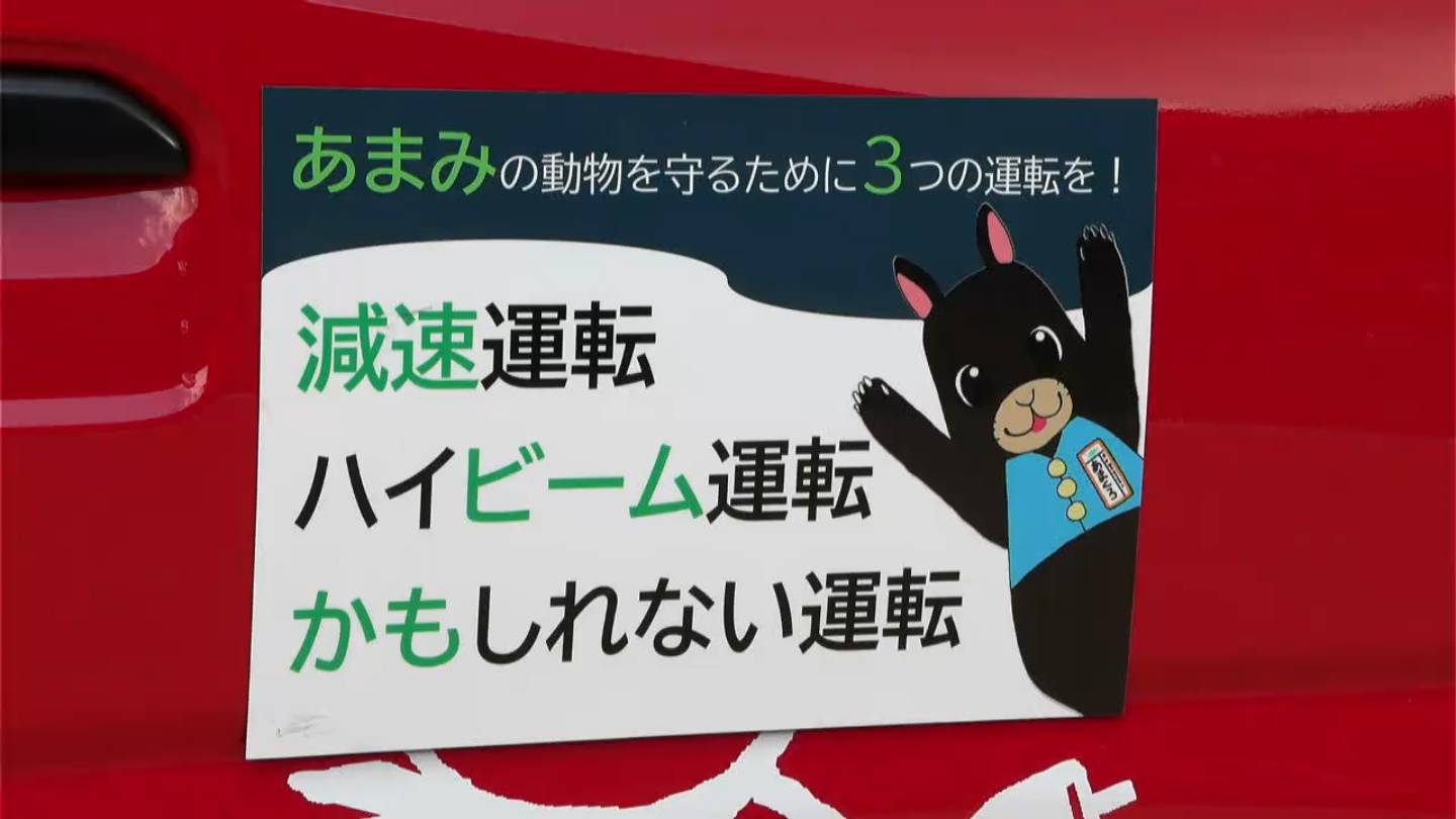 アマミノクロウサギの死亡事故が過去最多に 個体数の増加も一因か