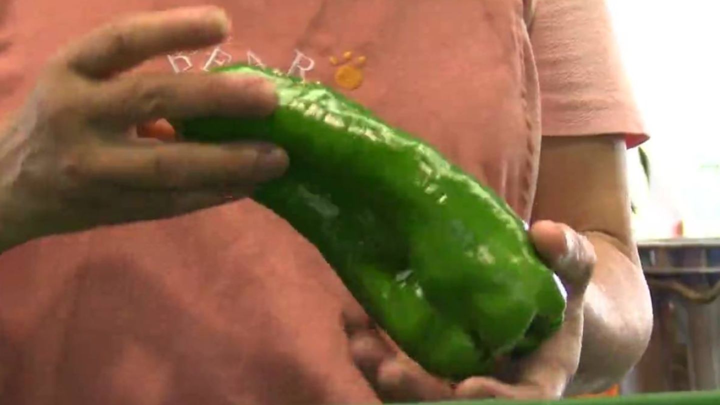 苦みが少なく大きくて甘い「ジャンボピーマン」初出荷 大きさは2倍 苦みが少なく大きくて甘い「ジャンボピーマン」初出荷 大きさは2倍