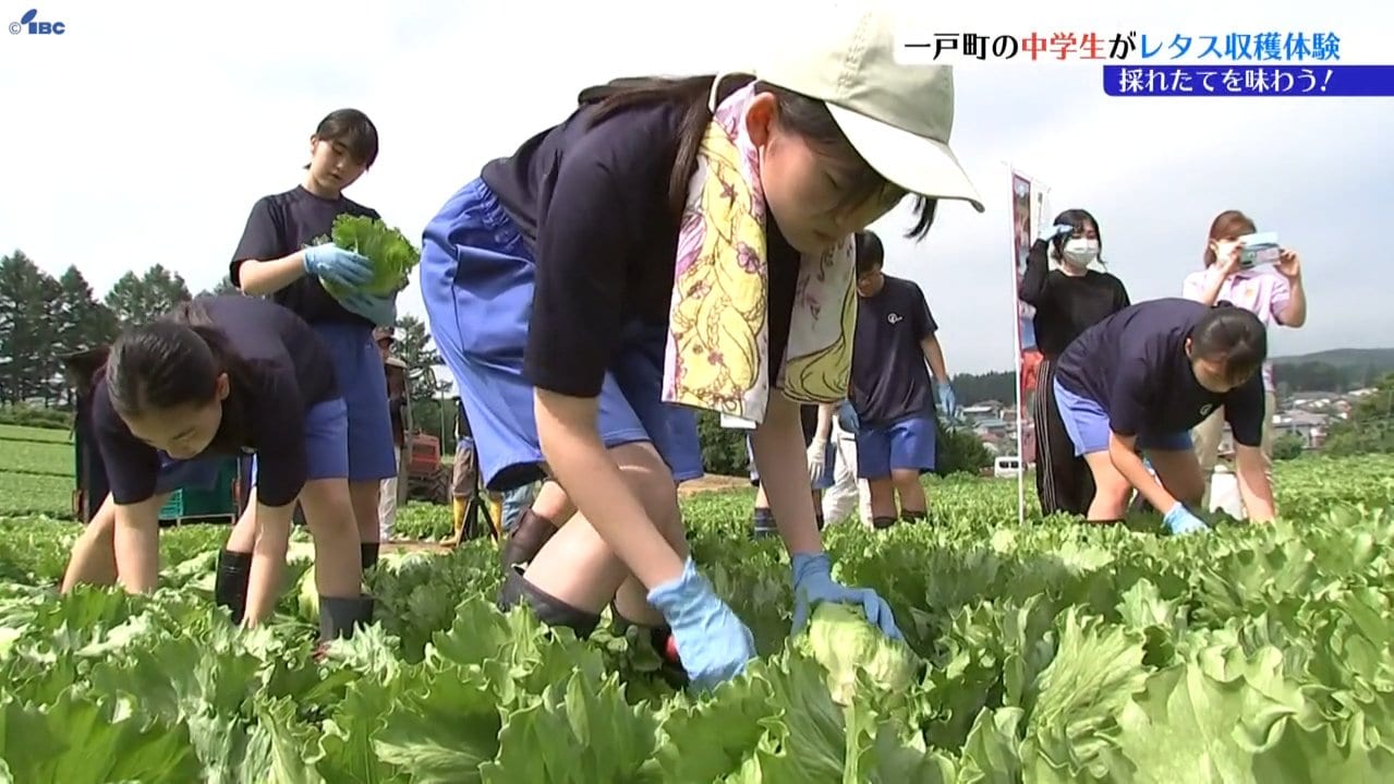 中学生が地域の名産・奥中山高原レタスの収穫体験 10日は販売も 岩手