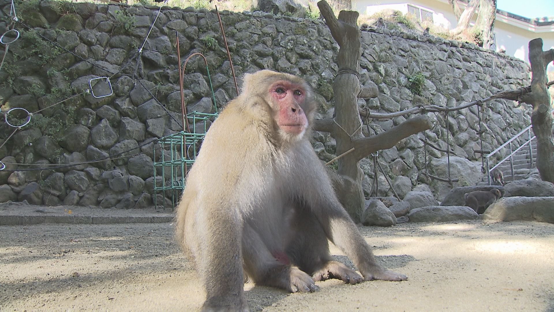 おサルさん 新しいおもちゃ | 高尾山さる園ブログ