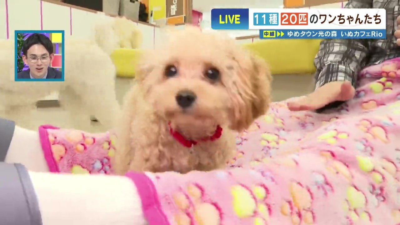 犬飼えないけど触れ合いたい…“11種20匹” 赤ちゃんわんこだらけの