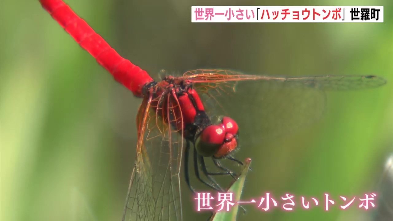 世界一小さいハッチョウトンボ せら夢公園 広島 世羅町 Rcc News 広島ニュース Rcc中国放送