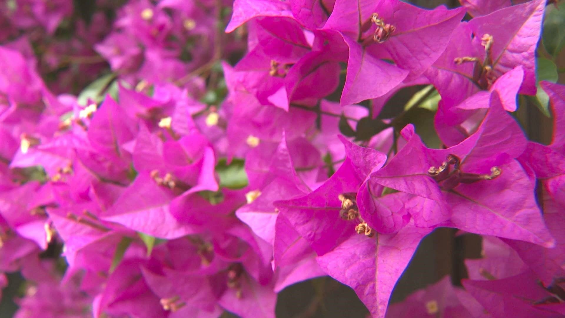 高さ12メートルのブーゲンビリアが市街地を彩る 赤や紫…色あざやかな花