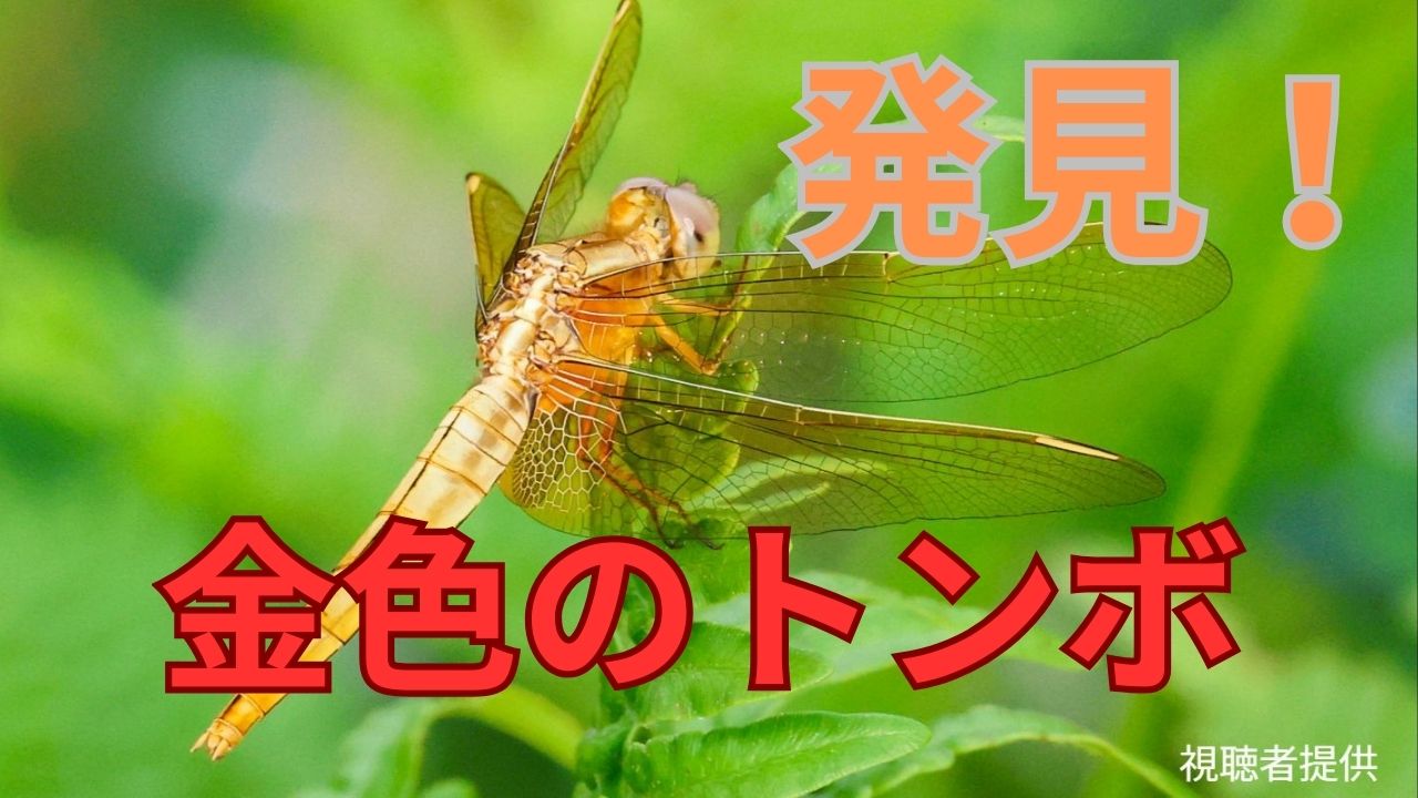 金色のトンボを発見！羽化の直後だけみられる貴重な姿【岡山】 | 岡山
