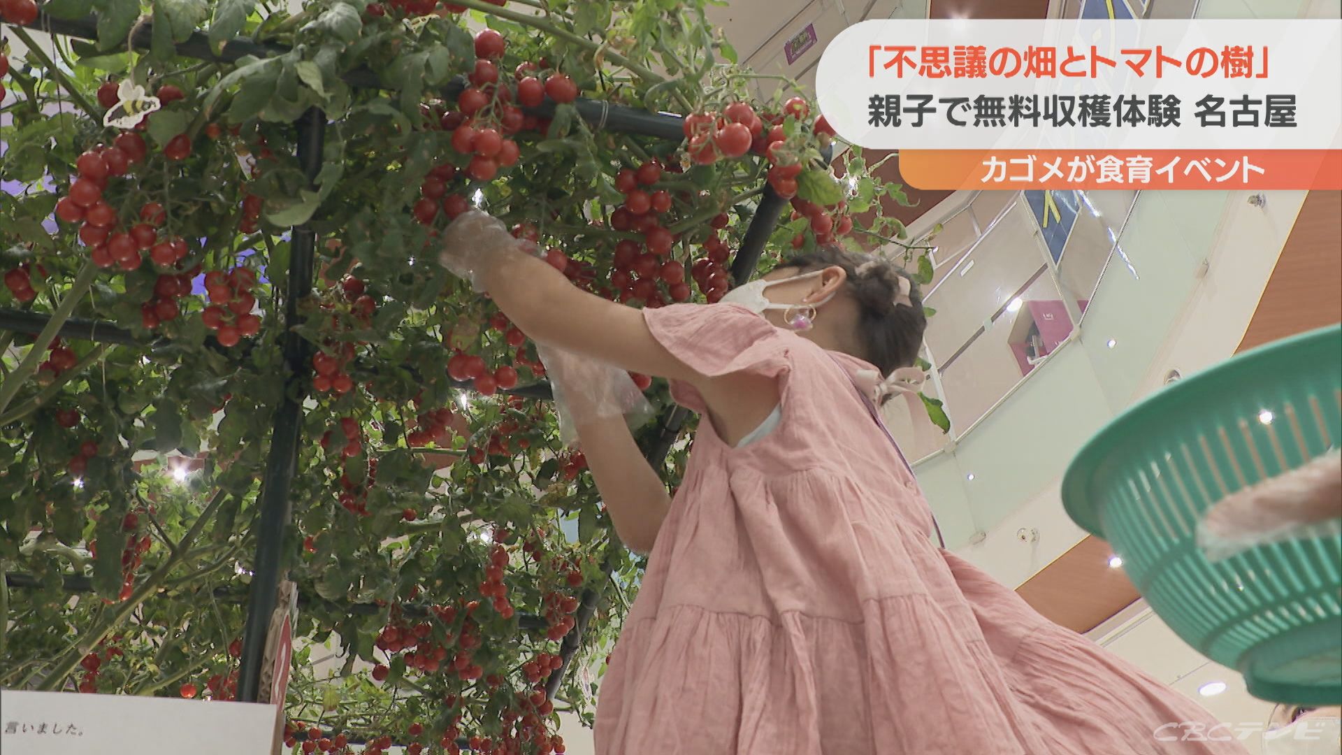 トマトの樹に赤い実が鈴なり　食育イベント　親子で収穫体験