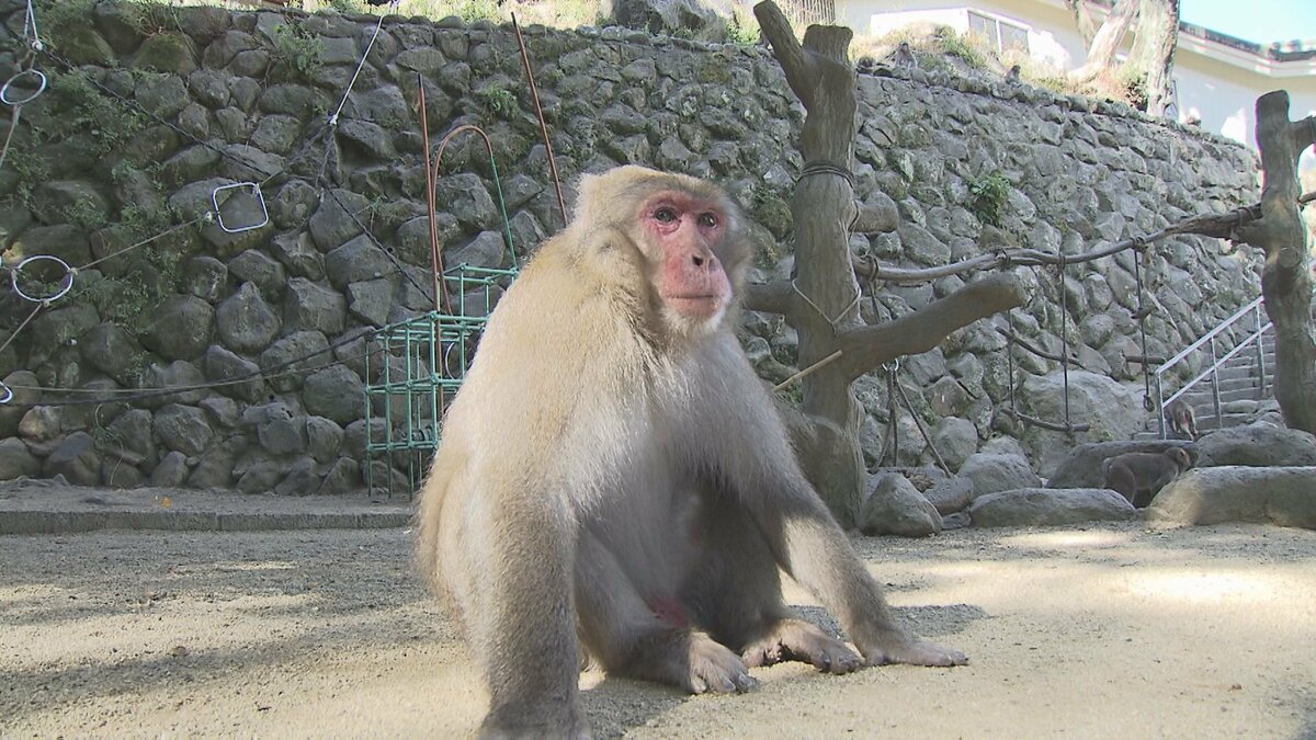 仲間の”助っ人さん” 高崎山C群ボスザルに「スケサン」就任 大分 | TBS