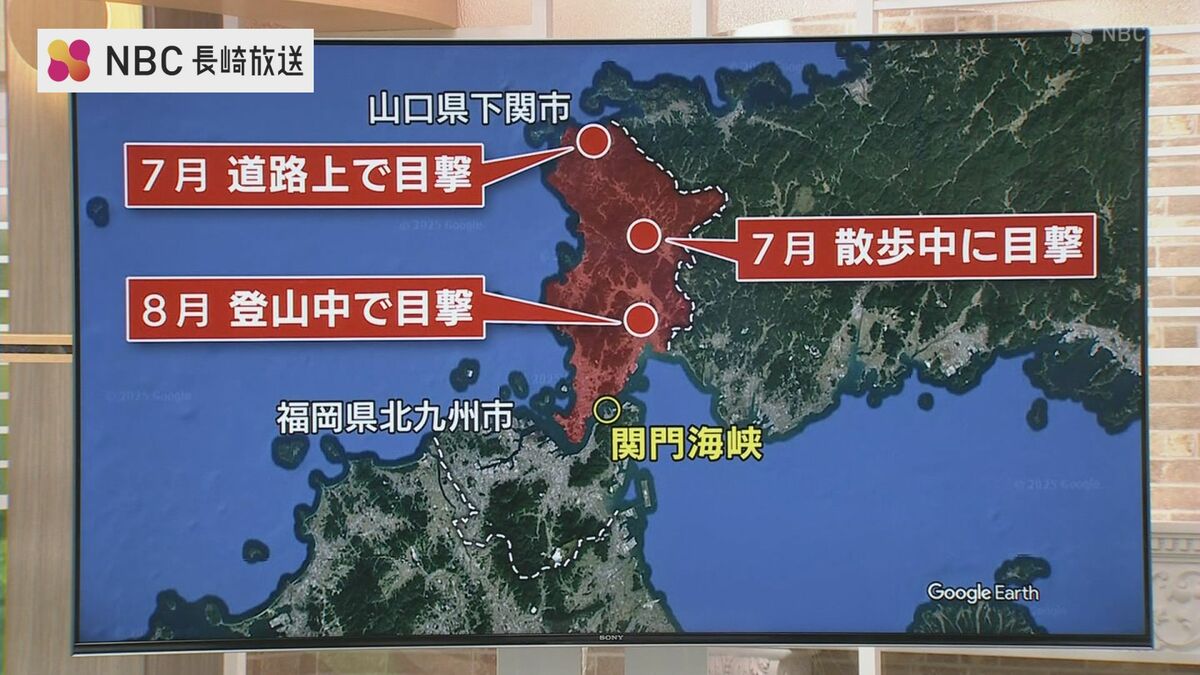 九州 熊 絶滅 影響