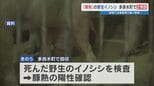 熊本で野生イノシシ"2例目"の豚熱感染 隣県の都城市では養豚場で陽性疑い 熊本県は防疫対策会議へ |TBS NEWS DIG