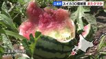 【ヒグマ出没か】「畑のスイカが全部食べられている」北海道江差町の家庭菜園で、またスイカ食い荒らされる　30個被害　|TBS NEWS DIG