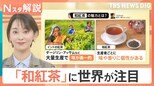 「和紅茶」が熱いワケ！個性豊かな味・香りで“日本茶”の魅力凝縮　消費減少のカギに？【Nスタ解説】|TBS NEWS DIG