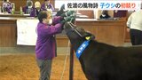 春の風物詩『子牛の競り』今年の平均価格は4万円ほど高く　各地で育ち将来は飛騨牛や松坂牛に　新潟県佐渡市　|　新潟のニュース・天気｜BSN NEWS｜BSN新潟放送