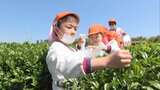 園児が茶摘み体験 お茶ができるまでの過程学ぶ 大分 | 大分のニュース|OBS NEWS|大分放送