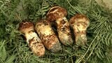 「ちょうど出始めです」秋の味覚の王様マツタケ 例年より10日ほど遅く顔を出し始める【岡山】 | 岡山・香川のニュース | 天気 | RSK山陽放送